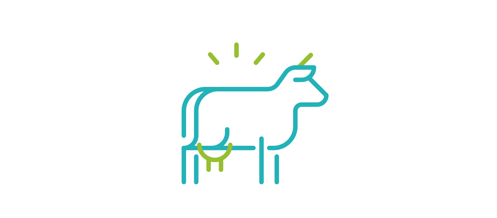 vache bovins
