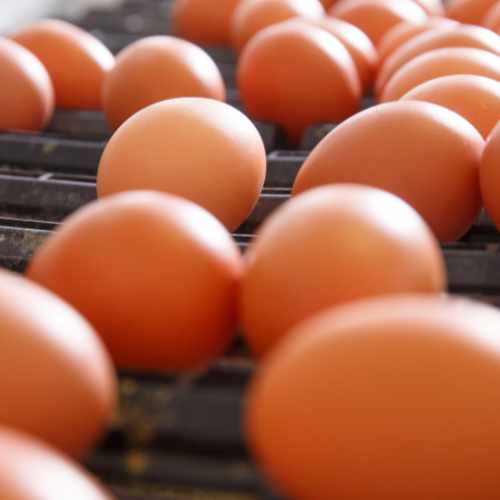 Fresh and raw chicken eggs on a conveyor belt