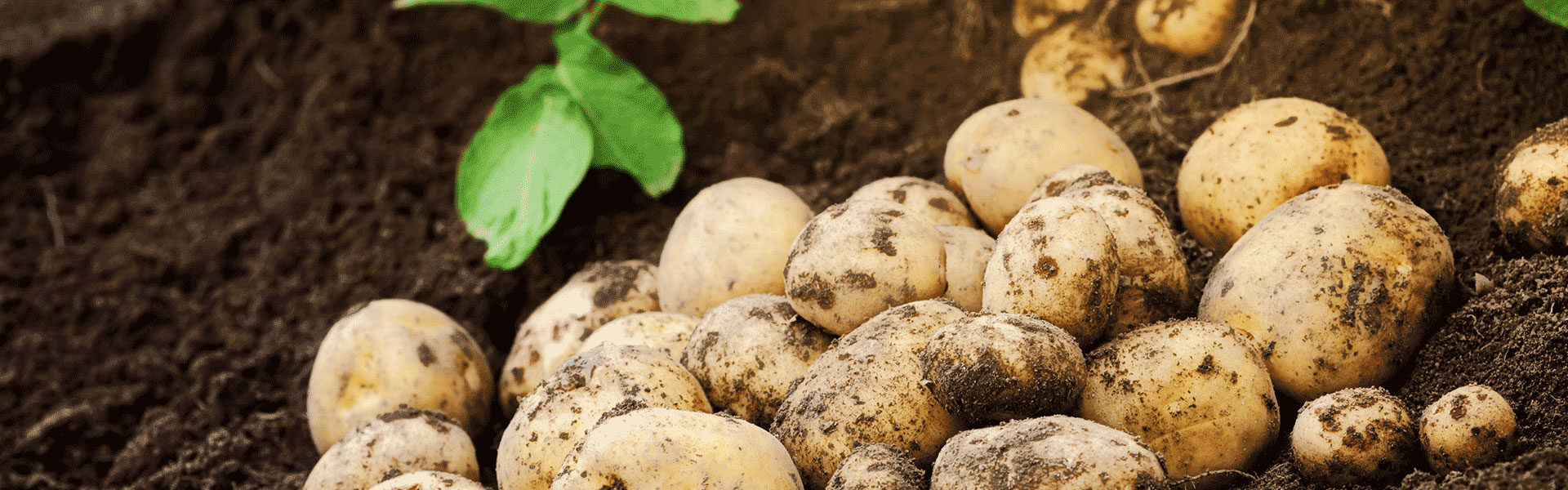 pommes_de_terre pommes_de_terre stock grossiste GMS agriculteur