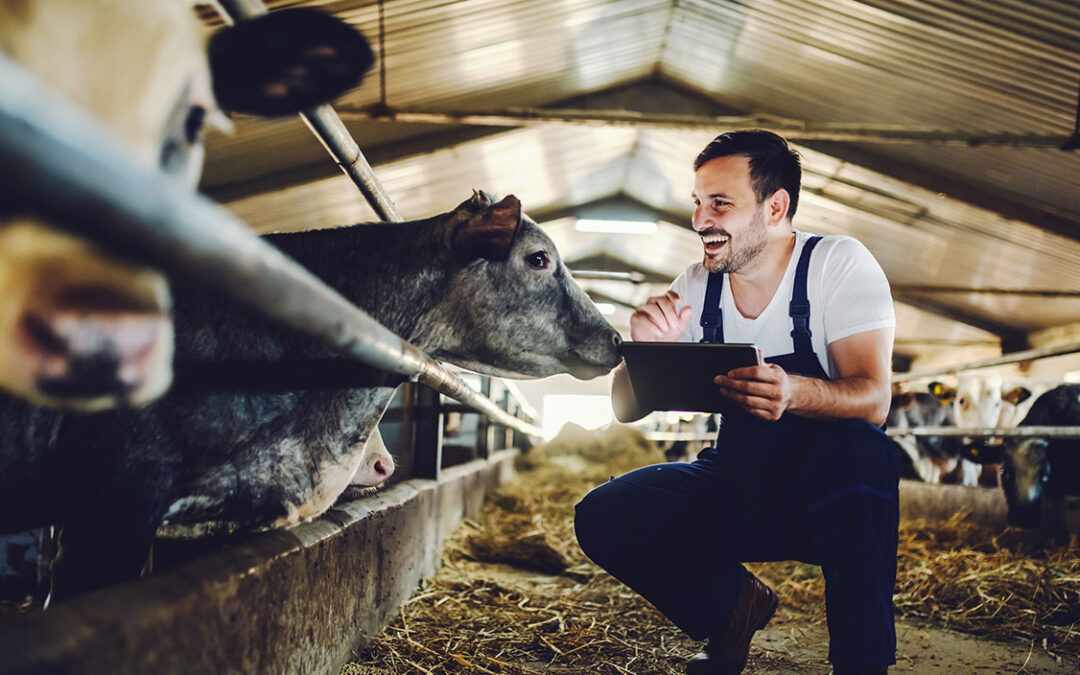 L’importance des outils de gestion intégrée pour les centres de rassemblement de ruminants