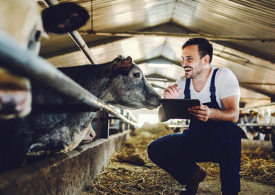 L’importance des outils de gestion intégrée pour les centres de rassemblement de ruminants
