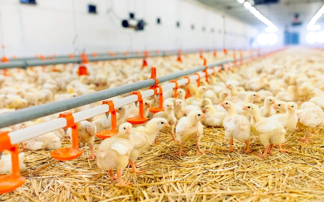 L’importance de la planification dans la filière volaille