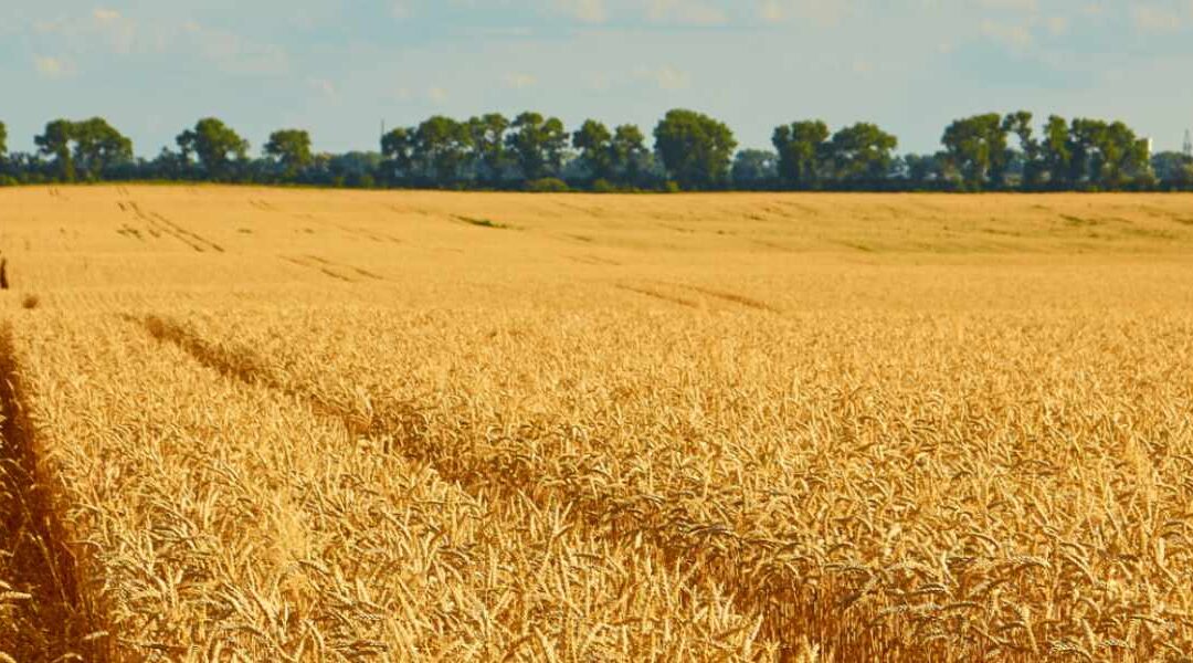 Les Filières tracées en céréales : un enjeu de suivi, de contrôle et d’organisation