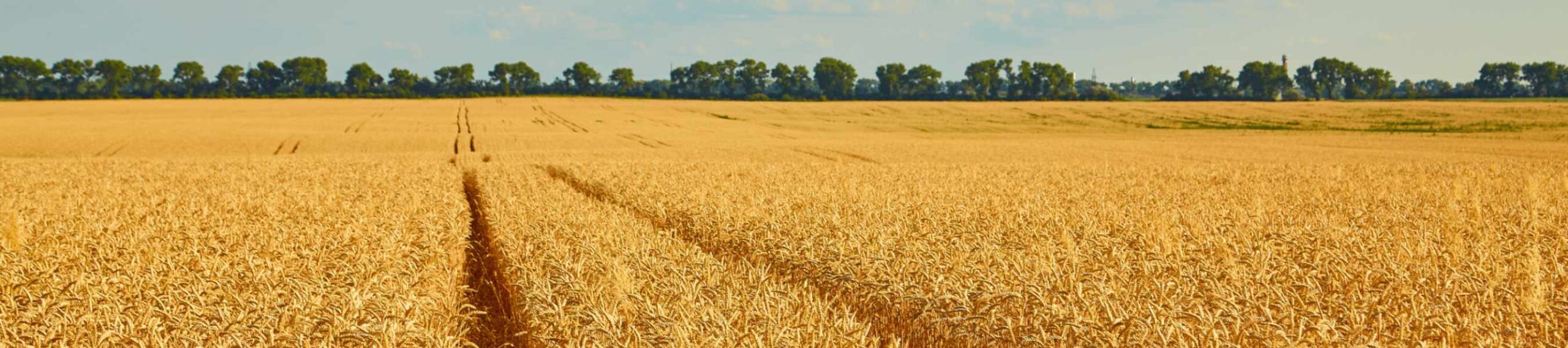 Golden wheat field with blue sky